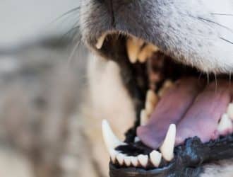 5 Reasons Why Oral Hygiene in Dogs Is Necessary