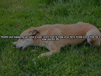 A dog looking lethargic and unwell 492