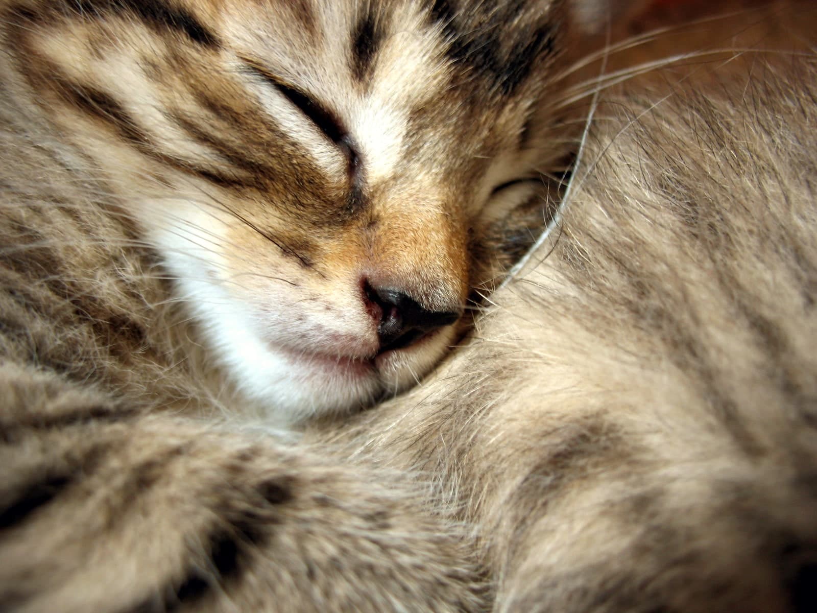 A cat with allergies, sneezing and rubbing its face