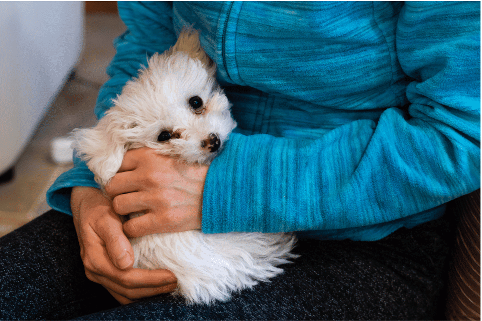 dog in persons lap