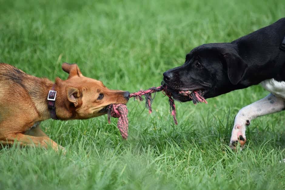 tug of war dog pre