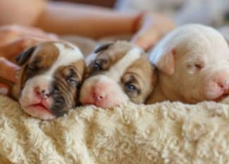 Canine Care: Tips for Looking After Newborn Puppies