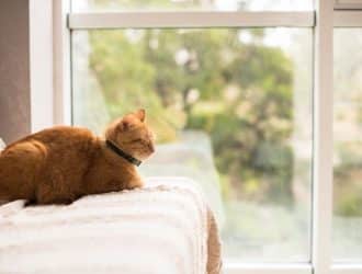 How to Cat-Proof Your Home Before Bringing Home a Senior Cat