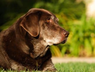 5 Proper Ways To Exercise Your Senior Dog