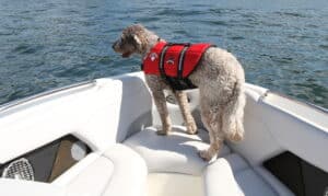 Safety Tips To Follow When Taking Your Dog on the Boat