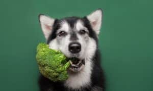 5 Ways To Improve Your Dog’s Nutrition & Diet