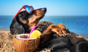 Tips for a Fun Day at the Beach With Your Dog