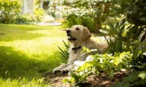Backyard Updates To Keep Your Furry Friends Safe
