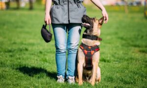5 Interesting Things Dogs Can Be Trained To Do