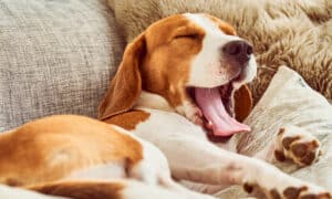 Understanding Your Dog’s Sleeping Habits and Preferences