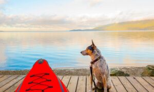 Kayak Fishing With Your Dog: How To Keep Them Safe