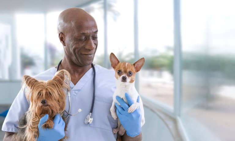 A smiling man wearing blue scrubs and a stethoscope carries a small dog under each arm. He's next to a wall of windows.