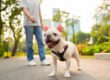 A bulldog on a leash and its owner taking a walk in a public park with a city visible in the background.