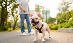 5 Common Outdoor Hazards for Dogs and How To Avoid Them