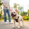 A bulldog on a leash and its owner taking a walk in a public park with a city visible in the background.