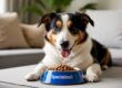 Sensitive stomach dogs