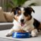 Sensitive stomach dogs
