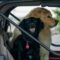 Two dogs, a black Cocker Spaniel and a beige Eurasier, sit together in the back of a red Jeep.