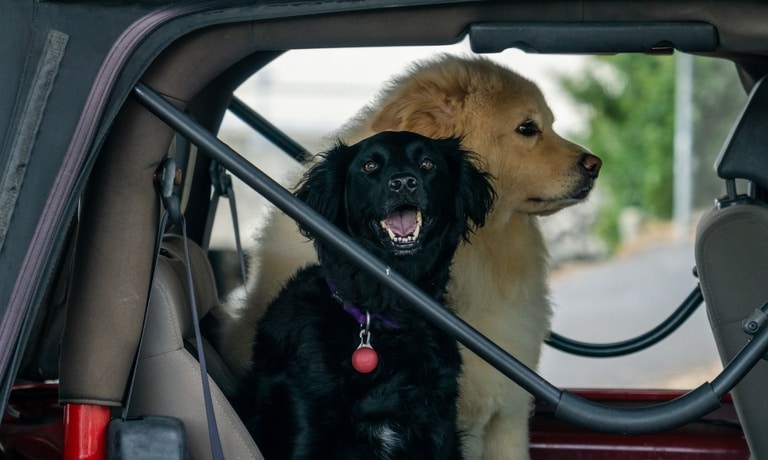 Two dogs, a black Cocker Spaniel and a beige Eurasier, sit together in the back of a red Jeep.
