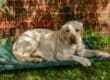A large yellow Labrador Retriever relaxes on an elevated green dog bed in the shade of a tree. The dog looks calm.