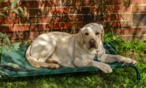 Why It’s Important Your Dog Has Shade in the Backyard