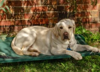 A large yellow Labrador Retriever relaxes on an elevated green dog bed in the shade of a tree. The dog looks calm.