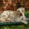 A large yellow Labrador Retriever relaxes on an elevated green dog bed in the shade of a tree. The dog looks calm.