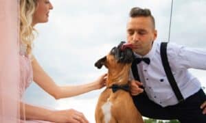 What To Wear for a Beach Wedding With Your Pet
