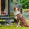 A dog sits on a leash attached to an RV camper near a river. There are several pairs of sandals on the grass.