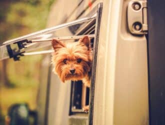 A Yorkshire terrier sticking its head out of the propped-up window of an RV. A forest is blurred in the background.