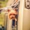 A Yorkshire terrier sticking its head out of the propped-up window of an RV. A forest is blurred in the background.
