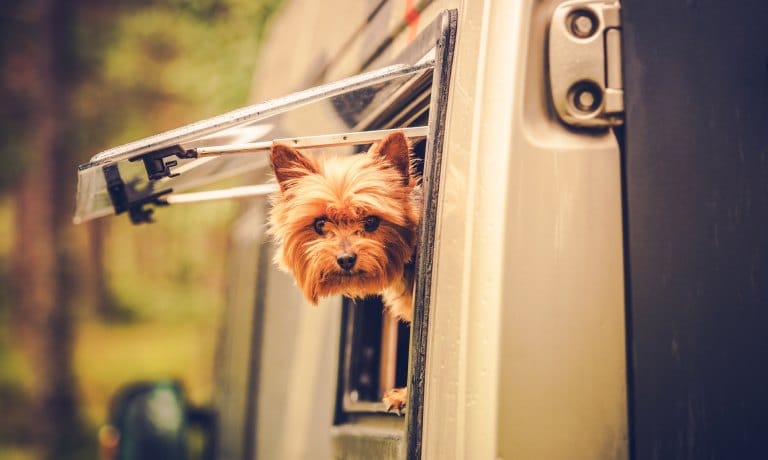 A Yorkshire terrier sticking its head out of the propped-up window of an RV. A forest is blurred in the background.