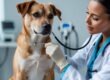 Canine Respiratory Illness