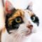 A calico cat with wide green eyes staring up at something. The image's focus is on the cat's face, leaving the background blurry.