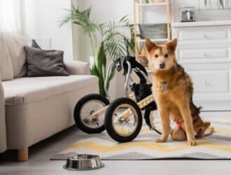 A dog sits on a gray and yellow rug with its mobility wheels detached and resting beside a gray couch and food bowl.