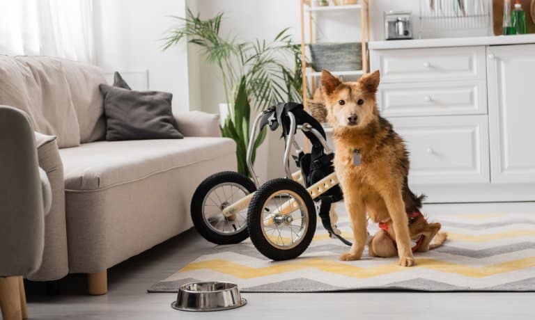 A dog sits on a gray and yellow rug with its mobility wheels detached and resting beside a gray couch and food bowl.