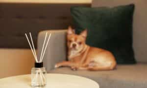 How To Use Essential Oils for Flea and Tick Prevention
