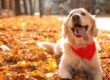 A beautiful golden retriever sitting in a pile of leaves with a red bandana on and his tongue hanging out.