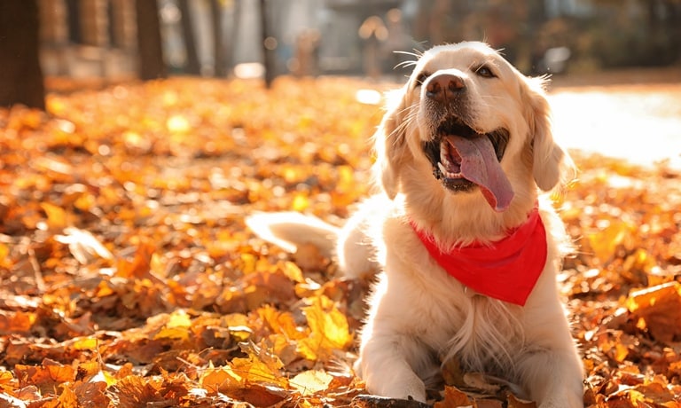 A beautiful golden retriever sitting in a pile of leaves with a red bandana on and his tongue hanging out.