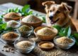 Wholesome Grains for Dogs