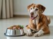 affordable dog food for sensitive stomachs