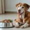 affordable dog food for sensitive stomachs
