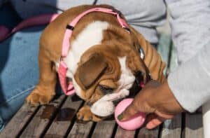 The Silent Signs: Recognizing Early Warning Signals of Common Dog Ailments