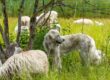A white livestock guardian dog standing under a tree alongside several sheep and lambs as they graze.