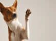 An alert tan-and-white basenji dog lifting on of its arms into the air to show the brown pads of its paw.