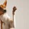 An alert tan-and-white basenji dog lifting on of its arms into the air to show the brown pads of its paw.
