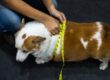 A person squats down and wraps yellow measuring tape around the midsection of a brown and white dog.