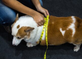A person squats down and wraps yellow measuring tape around the midsection of a brown and white dog.