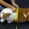 A person squats down and wraps yellow measuring tape around the midsection of a brown and white dog.