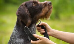 How To Make a Custom Collar for Your Pet